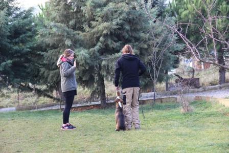 Köpek Eğitimi Chihuahua Istanbul