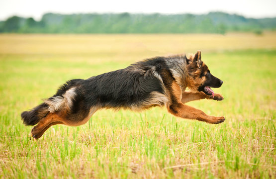 Alman Kurdu Köpek Eğitimi Çiftliği
