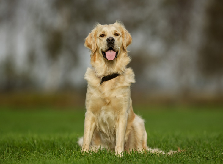 Golden Retriever Köpek Eğitimi