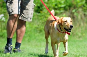 kopekegitimprogramları