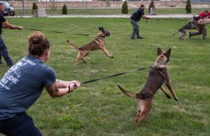 Köpek Eğitim Çiftlikleri, Dostlarımızın Mutluluğu ve Eğitimi İçin Modern Yaklaşım