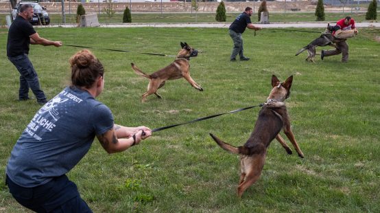 Köpek Eğitim Çiftlikleri, Dostlarımızın Mutluluğu ve Eğitimi İçin Modern Yaklaşım